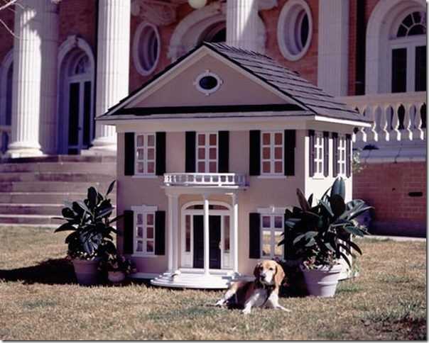 Ekologiczny psie dom Designerski psie domek z naturalnych materiałów: Architektura dla zwierząt 2026.