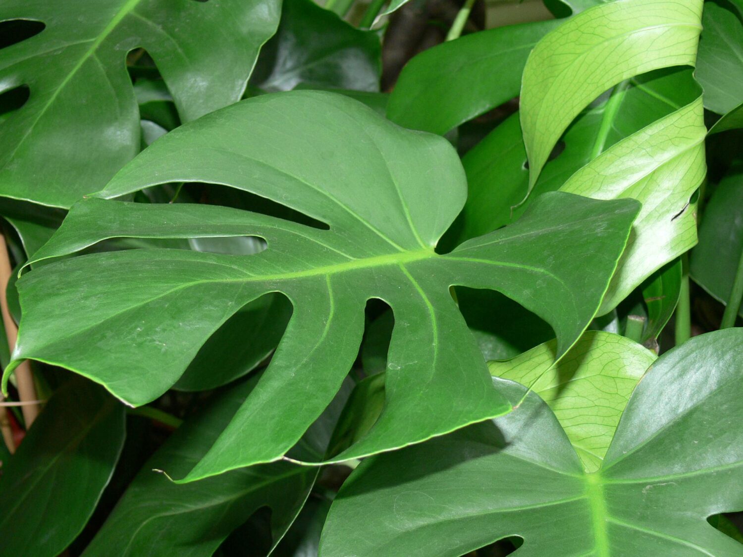 Aspidistra: Królowa Cienia Podbija Wnętrza! — новини дизайну та інтер’єру